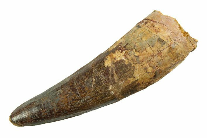 Real Fossil Spinosaurus Tooth - Huge Dinosaur Tooth #346750